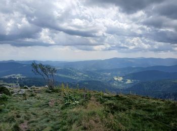 Tocht Stappen Orbey - Orbey coté Ouest - Photo