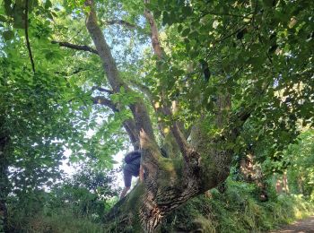 Tocht Stappen Locoal-Mendon - CHEMIN DE CADOUDAL - Photo