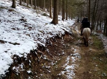 Trail Horseback riding Manhay - oster petite hoursinne oster  - Photo