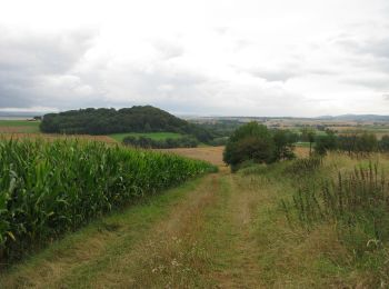 Excursión A pie Niedenstein - Eco Pfad Kirchberg - B - Photo