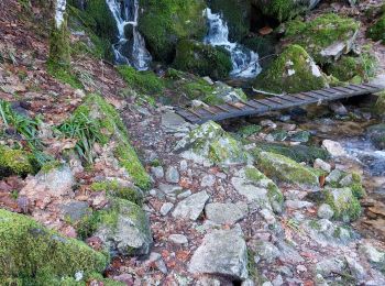 Trail Walking Stosswihr - Saegmatt Cascade de Stolz Ablass Frankenthal - Photo