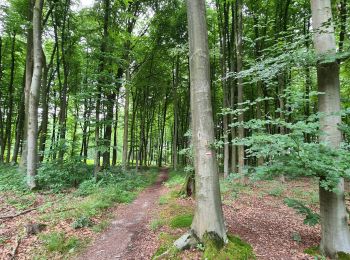 Trail Mountain bike Braine-le-Comte - la Sablière du bois - Photo