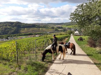Tocht Paardrijden Sierck-les-Bains - crte-Sierck-Manderen-Apach - Photo