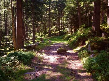 Trail Walking Soultzeren - Boucle Schildmatt / Lac vert / Auberge du Tanet - Photo