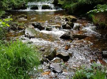 Trail Walking Jalhay - La balade des ruisseaux - Photo