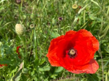 Tocht Stappen Noyelles-sous-Bellonne - Noyelles sous Bellonne - Photo