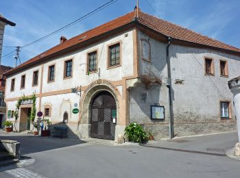 Excursión A pie Gemeinde Weißenkirchen in der Wachau - Wösendorf-Seiber über Gruberwarte (blau) - Photo