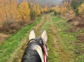 Trail Horseback riding Neufchâteau - Bois de la Fosse - Photo
