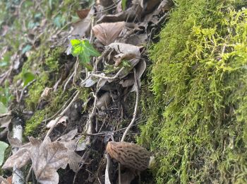 Tour Wandern Mûres - Alby sur cheran.  - Photo