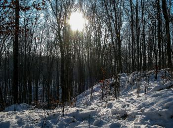 Tocht Te voet Nottuln - Longinusturm Rundweg A4 - Photo