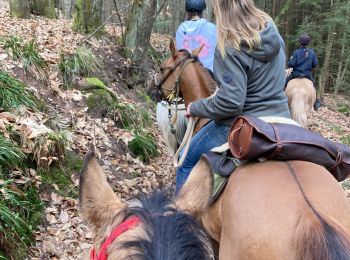 Trail Horseback riding Gresswiller - Cva 18 février 24 Tivio  - Photo
