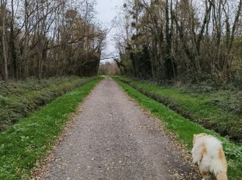 Trail Walking Feillens - Montgrimoux chevroux  - Photo