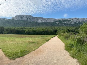 Trail On foot Plan-d'Aups-Sainte-Baume - Massif Sainte Baume et pas de l’Aï 15 km - Photo