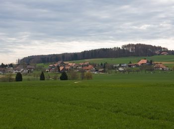 Percorso A piedi Oberwil bei Büren - Oberwil - Forsthaus Biezwil - Photo