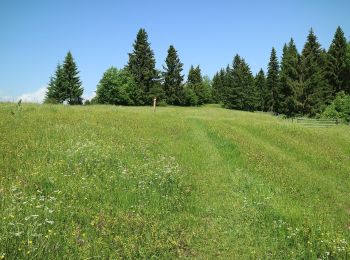 Tocht Te voet Semriach - Wanderweg 14 - Photo