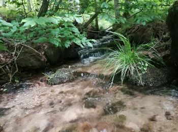 Excursión A pie Bad Liebenstein - Messerweg - Photo