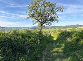 Randonnée Marche Navour-sur-Grosne - Brandon 8,5 km - Photo