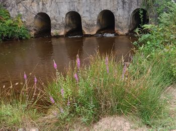 Tour Wandern Ladignac-le-Long - Ladignac le long les deux forêts  - Photo