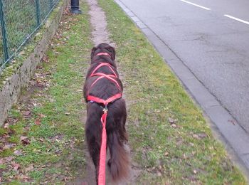 Tocht Stappen Chambourcy - chambourcy 7km - Photo