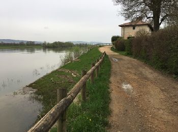 Trail Walking Messimy-sur-Saône - rando tarot - Photo