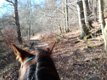 Trail Horseback riding Manhay - oster samré chloro oster - Photo