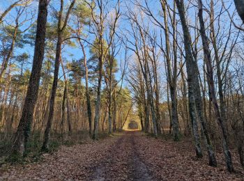 Trail Walking Nogent-sur-Vernisson - les Barres 45 Nogent sur Vernisson - Photo
