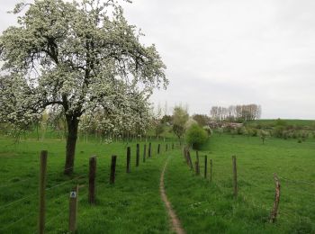 Trail On foot Bilzen - Alden Biesen Oranje kruis - Photo