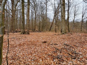 Excursión A pie Ulsnis - Erholungsort Ulsnis: Rundweg Knappersfeld - Photo