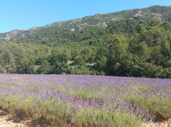 Excursión Senderismo Vauvenargues - Lavande à Vauvenargues - Photo