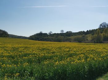 Tocht Stappen Canehan - Litteville chemin vert st sulpice sur yeres canehan - Photo