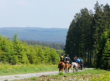 Tocht Paard Saint-Hubert - De Chevauchée forestière - Photo