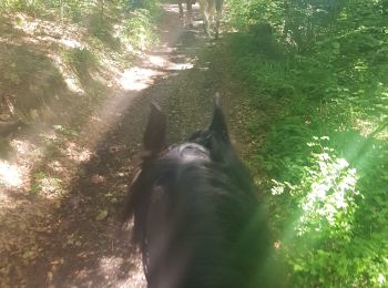 Tocht Paardrijden Dalhem - Bois de mortroux - Photo