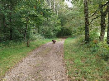 Trail Walking Bort-les-Orgues - Tour des orgues à Bort les Orgues - Photo