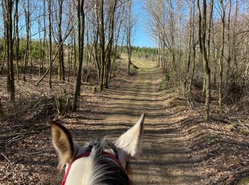 Trail Horseback riding Neufchâteau - Hamipré  - Photo