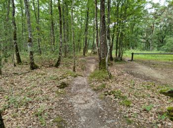 Trail Walking Vendôme - Forêt de Vendôme Circuit 2 - Photo