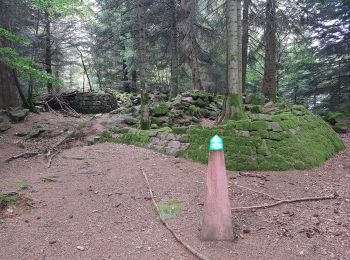 Trail Walking Saint-Dié-des-Vosges - Massif de l'Ormont et ses rochers remarquables - Photo