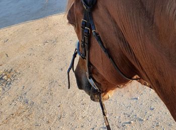 Trail Horseback riding Rozerotte - promenade 1 rozerotte - Photo