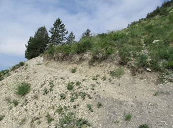 Tocht Stappen Montmaur - Col de Conode - Photo