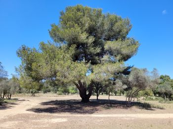 Trail Walking Martigues - le parc de Figuerolles - Photo