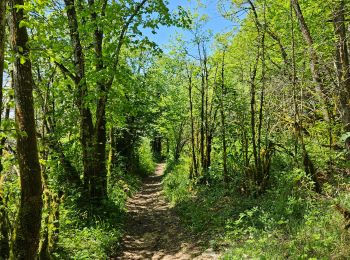 Trail Walking La Tour-du-Meix - A la découverte du lac de Vouglans 🥾 - Photo