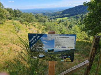 Tocht Stappen Masevaux-Niederbruck - Reco avec ALAIN..Rando CLAS du 29/08/2024 - Photo