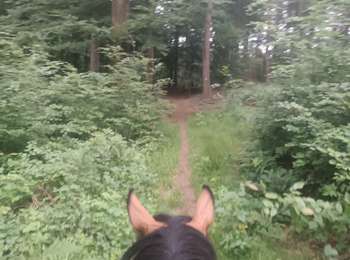 Tocht Paardrijden Soucht - Soucht  - Photo