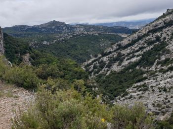 Trail Mountain bike Saint-Zacharie - St zacharie - plan d'Aups ste baume - Auriol - Photo