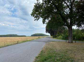 Trail Walking Gedinne - Rienne boucle presque complète 23,5 Km  - Photo