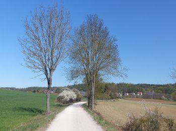 Tour Zu Fuß Ensdorf - Jurasteig Asam-Schlaufe - Photo