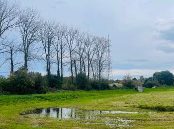 Randonnée Marche Saint-Trond - Les zones inondables de Bernissem à Saint-Trond - Photo