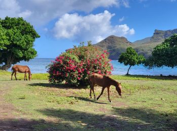 Tocht Stappen Nuku Hiva - baie Colette  - Photo