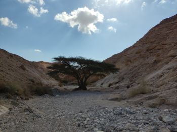 Excursión A pie מועצה אזורית תמר - ציר המצלעות - Photo