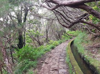 Percorso Marcia Arco da Calheta - Levada do 25 fontes - Photo