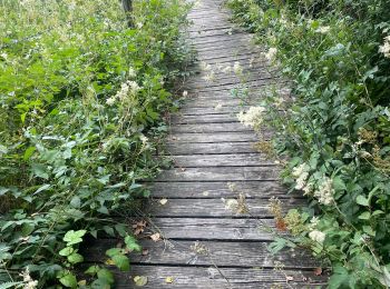 Tocht Stappen Lacapelle-Viescamp - Boucle du Marais Cassan Calvanhac - Photo